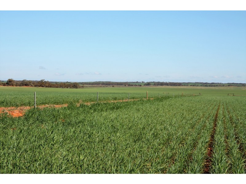 580 Krollig Road, Woolpunda SA 5330