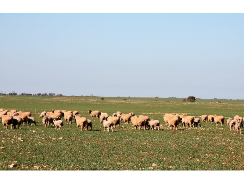 580 Krollig Road, Woolpunda SA 5330