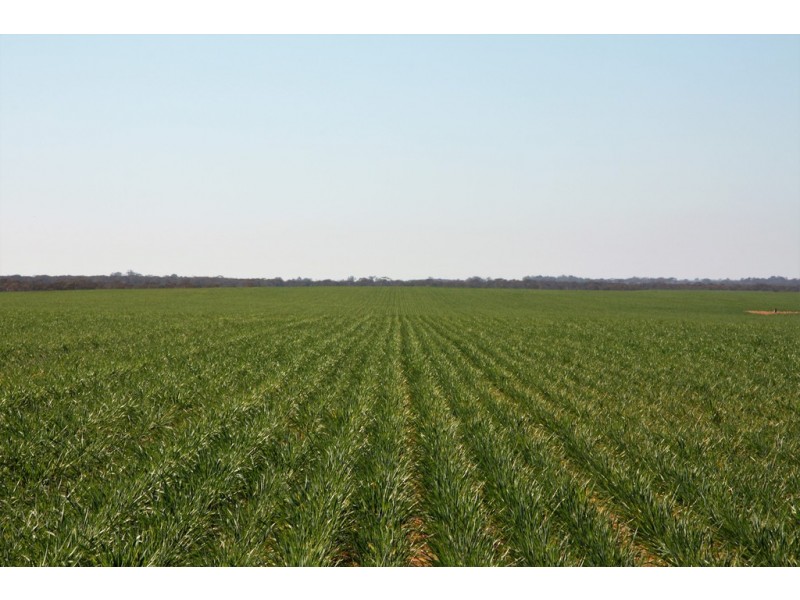 580 Krollig Road, Woolpunda SA 5330