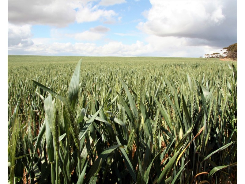 384 Dart Road, Wanbi SA 5310