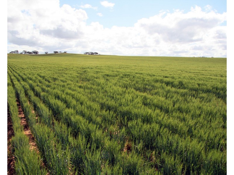 384 Dart Road, Wanbi SA 5310