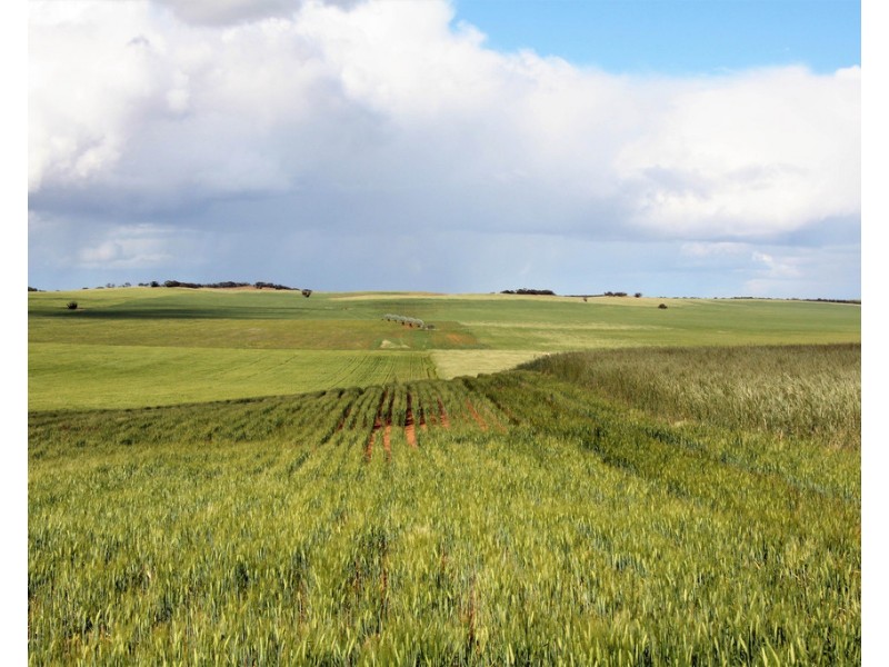 384 Dart Road, Wanbi SA 5310