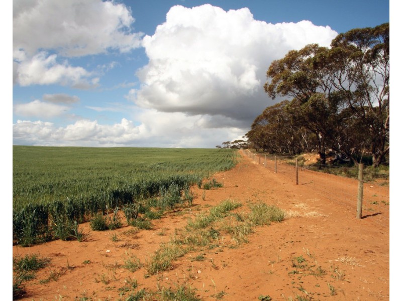 384 Dart Road, Wanbi SA 5310