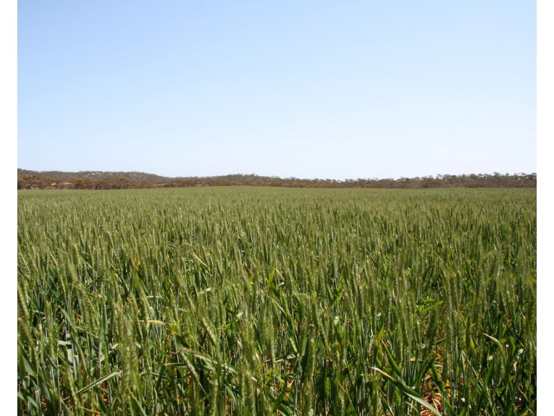 Sec 49,50 and 65 Hundred of Kekwick, Paruna SA 5311