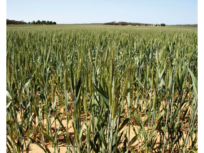 Sec 49,50 and 65 Hundred of Kekwick, Paruna SA 5311