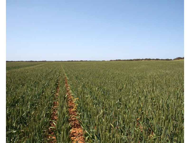 Sec 49,50 and 65 Hundred of Kekwick, Paruna SA 5311