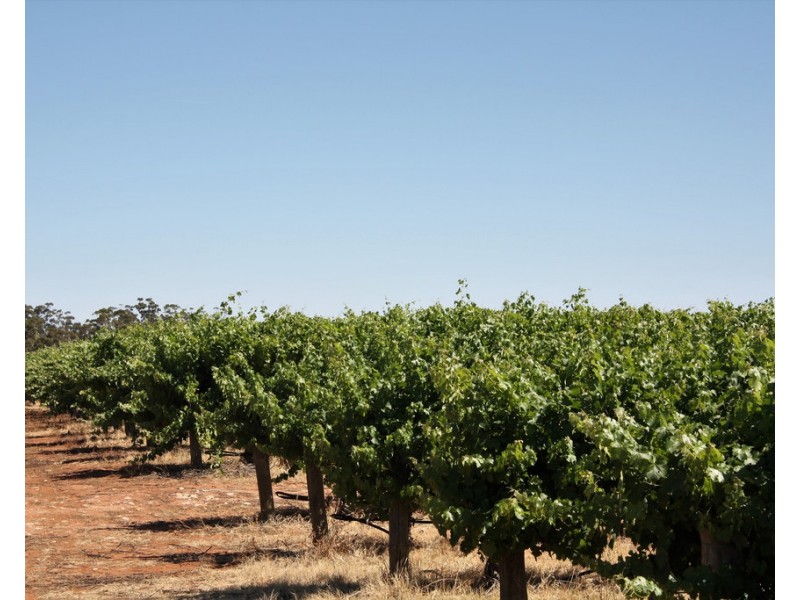 Lot 35 and 36 Schenscher Road, Moorook SA 5332