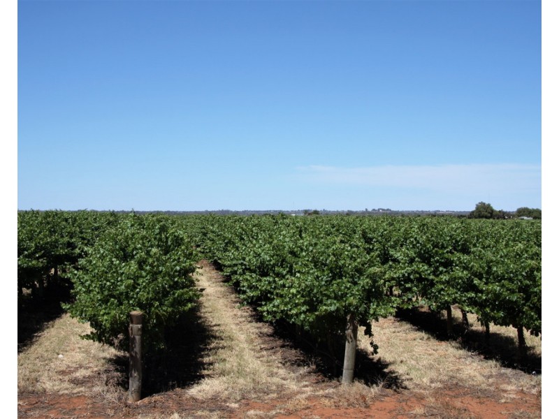 Lot 35 and 36 Schenscher Road, Moorook SA 5332