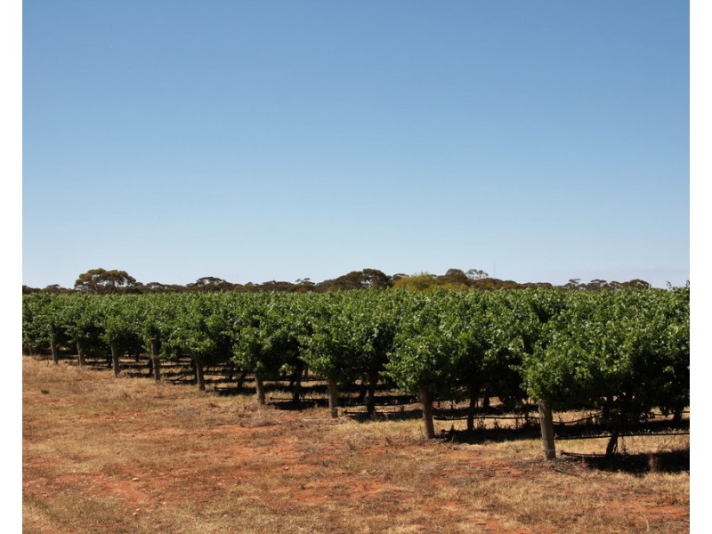 Lot 35 and 36 Schenscher Road, Moorook SA 5332