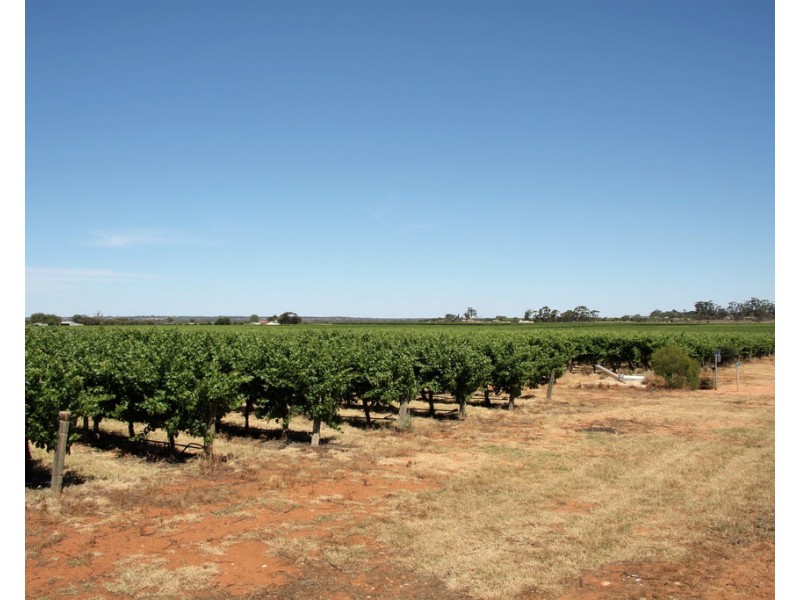 Lot 35 and 36 Schenscher Road, Moorook SA 5332