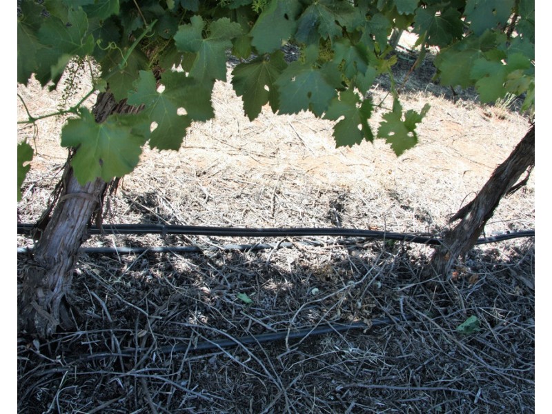 Lot 35 and 36 Schenscher Road, Moorook SA 5332