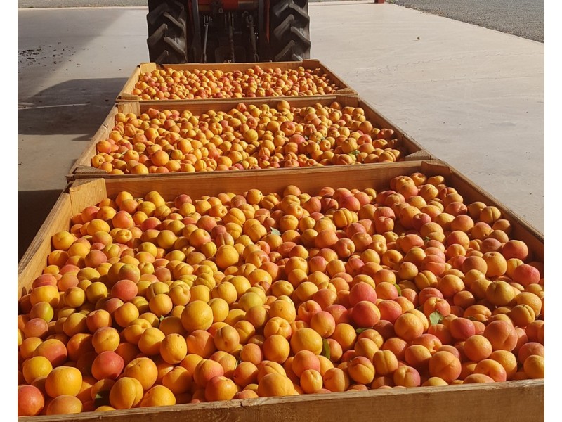 406 Government Road, Renmark SA 5341