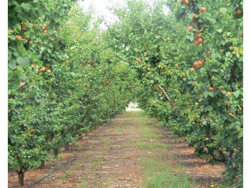 406 Government Road, Renmark SA 5341