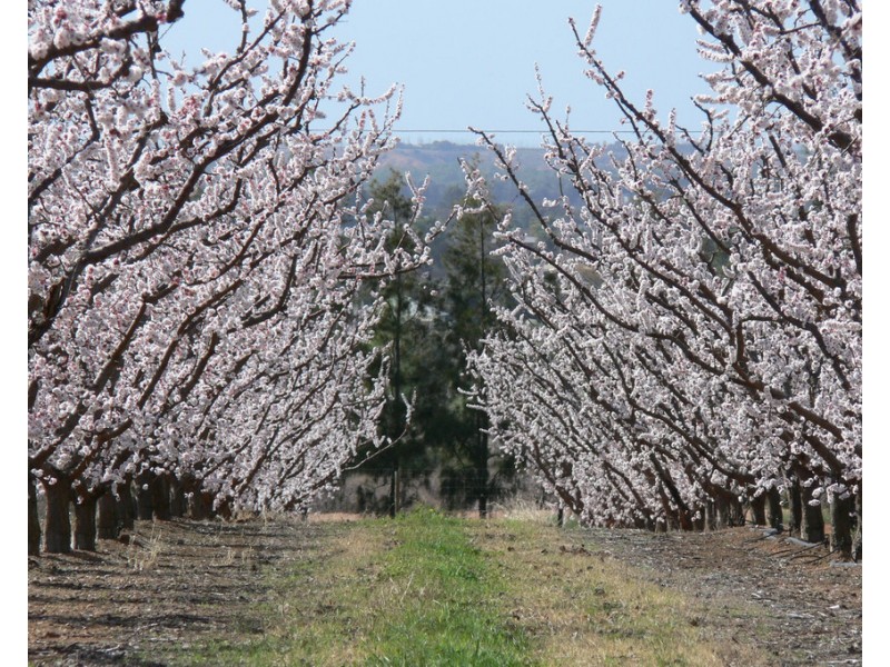 406 Government Road, Renmark SA 5341