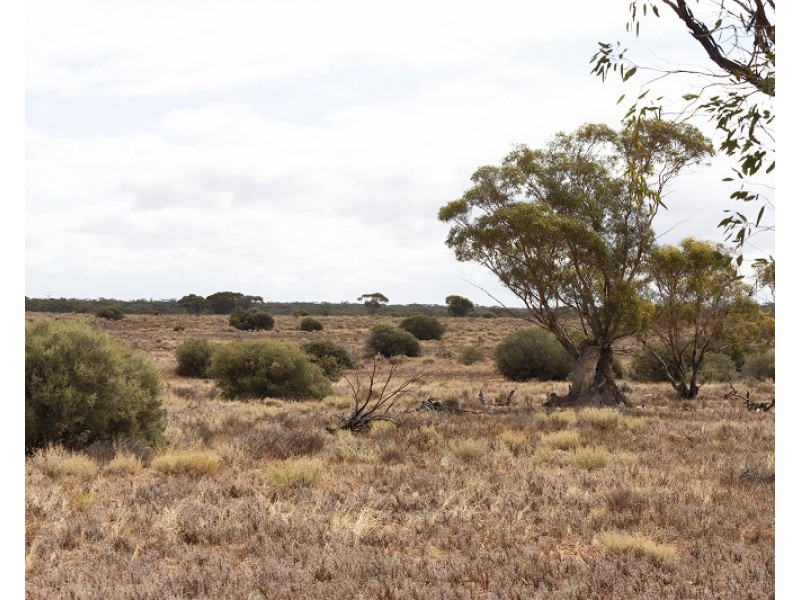 Lot 394 Pelican Point Road, Morgan SA 5320