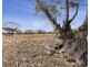Lot 394 Pelican Point Road, Morgan SA 5320