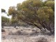 Lot 394 Pelican Point Road, Morgan SA 5320