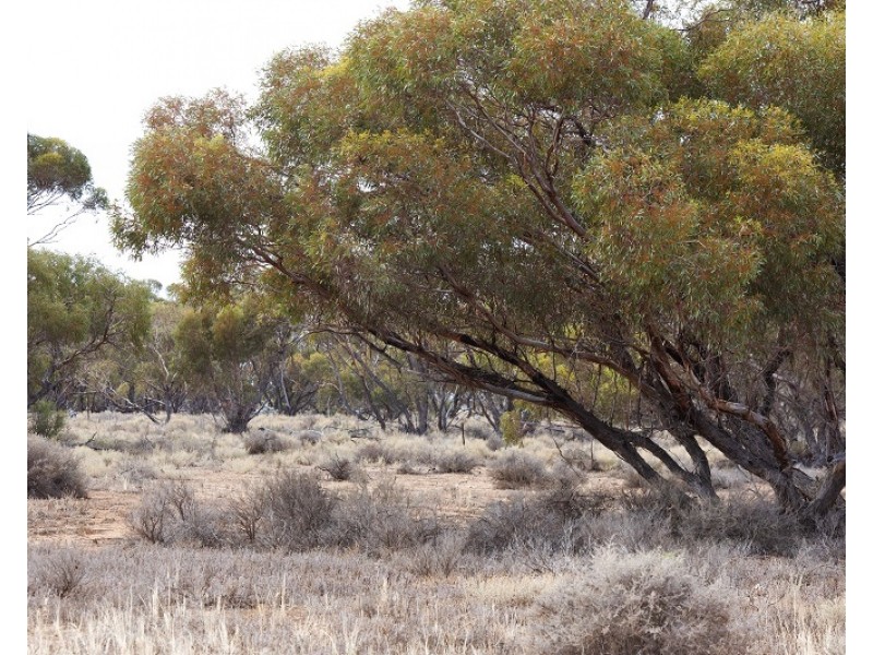 Lot 394 Pelican Point Road, Morgan SA 5320