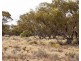 Lot 394 Pelican Point Road, Morgan SA 5320