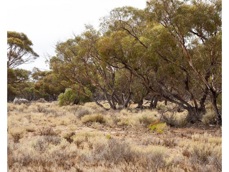 Lot 394 Pelican Point Road, Morgan SA 5320