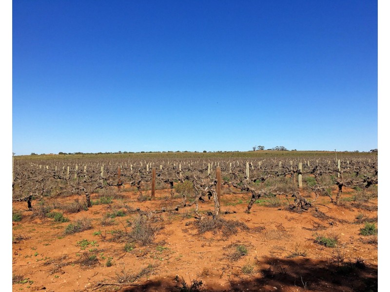 1449 KINGSTON LOXTON ROAD, Loxton SA 5333