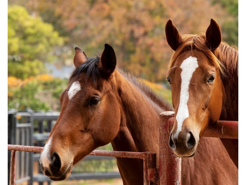 2415 Murbko Road, Murbko SA 5320