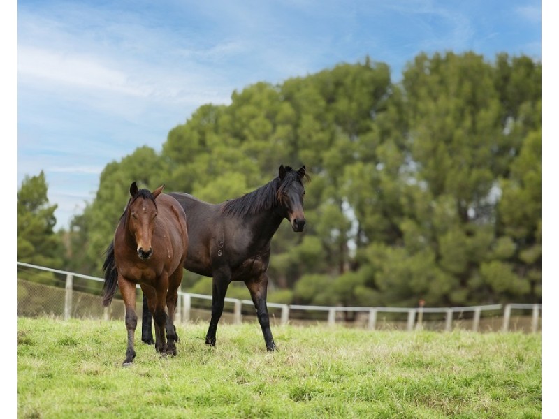 2415 Murbko Road, Murbko SA 5320