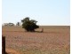 306 Beherendts Road, Paringa SA 5340
