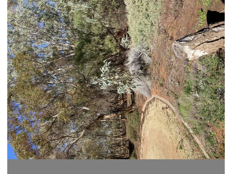 556 KULKYNE STREET, Renmark West SA 5341