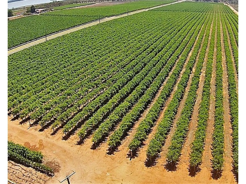 77 Battams Road, Moorook SA 5332