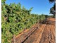 77 Battams Road, Moorook SA 5332