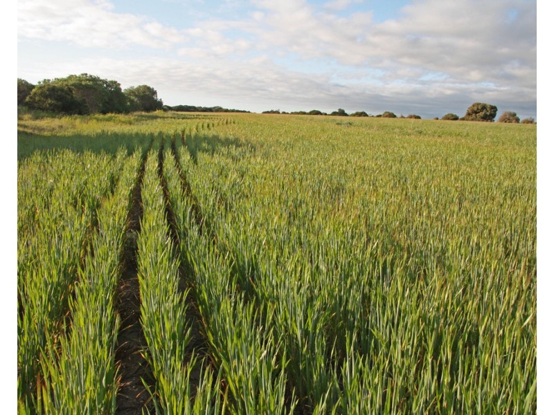 Lots 264 – 266 Beegoodye Wells Rd, Hardwicke Bay SA 5575