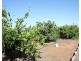 246 Dalziel Road, Winkie SA 5343