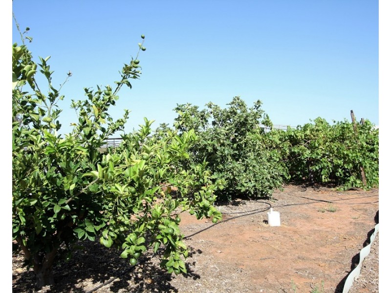 246 Dalziel Road, Winkie SA 5343