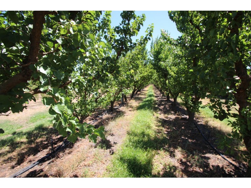 34 Government Road, Renmark SA 5341