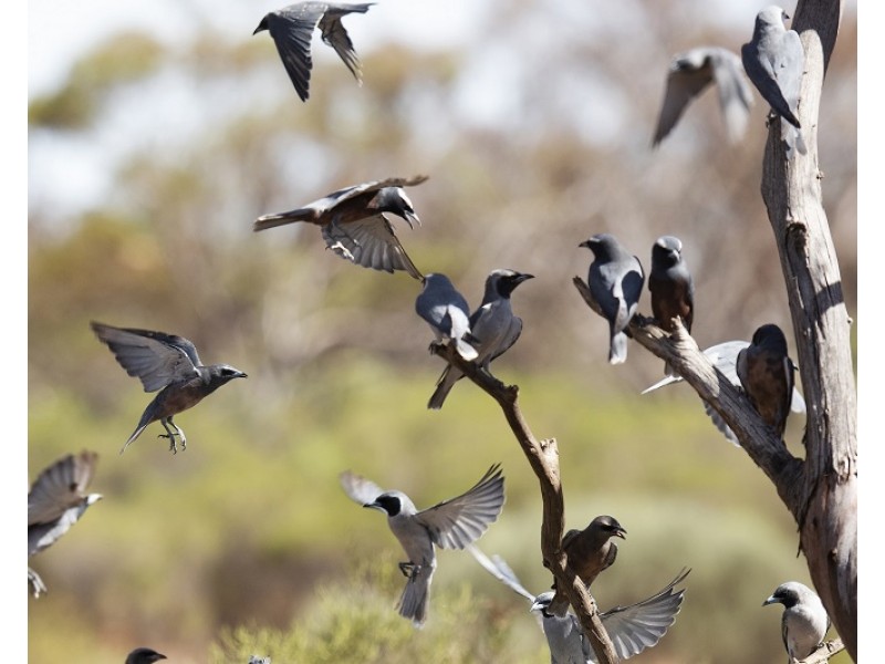 Lots 2, 9 and 11 Bushland Estate, Blanchetown SA 5357