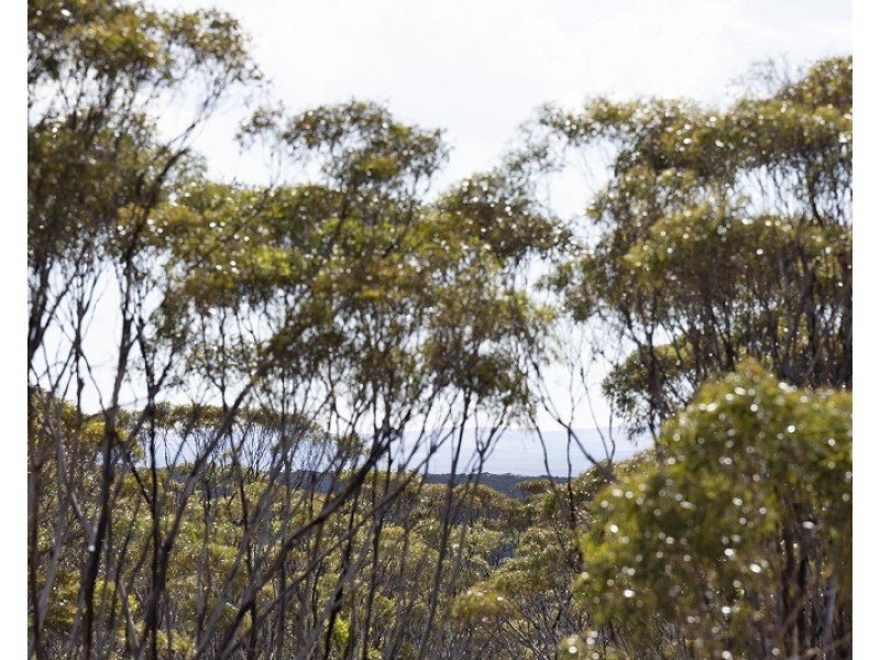 Lots 2, 9 and 11 Bushland Estate, Blanchetown SA 5357