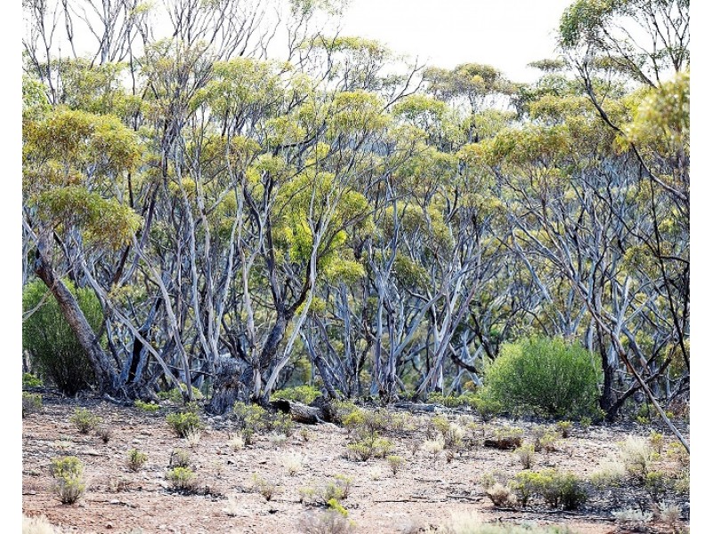 Lots 2, 9 and 11 Bushland Estate, Blanchetown SA 5357