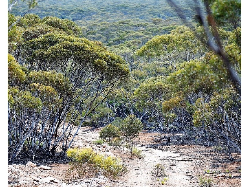 Lots 2, 9 and 11 Bushland Estate, Blanchetown SA 5357