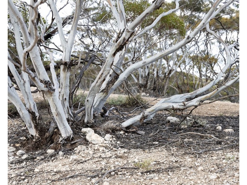 Lots 2, 9 and 11 Bushland Estate, Blanchetown SA 5357