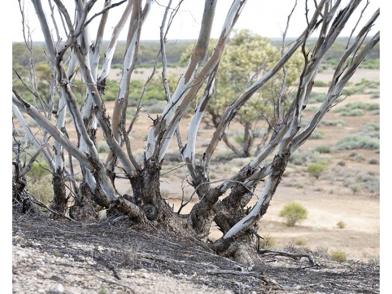 Lots 2, 9 and 11 Bushland Estate, Blanchetown SA 5357