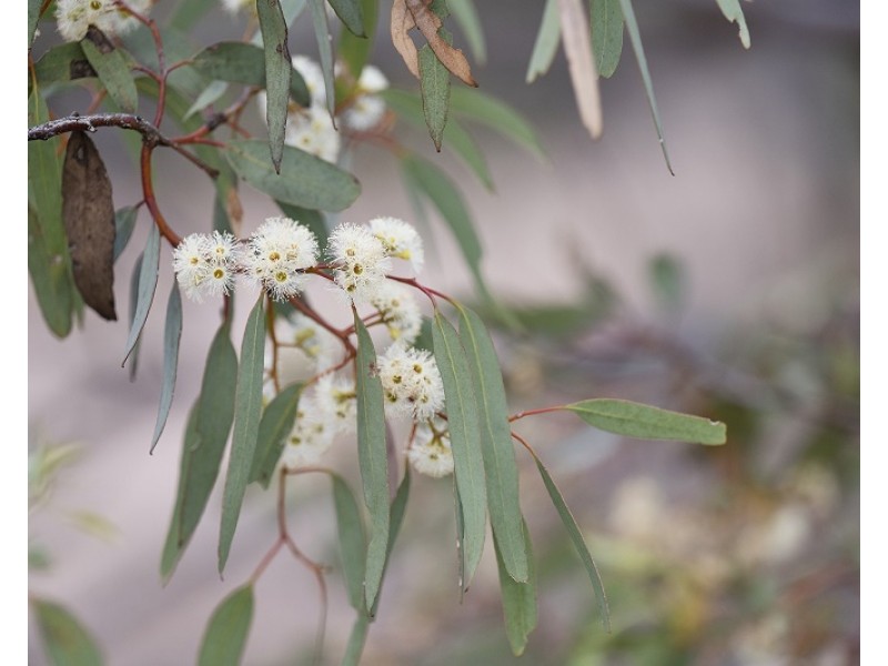 Lots 2, 9 and 11 Bushland Estate, Blanchetown SA 5357