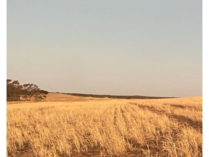 Sec 35 and 411 Maggea Road, Waikerie SA 5330