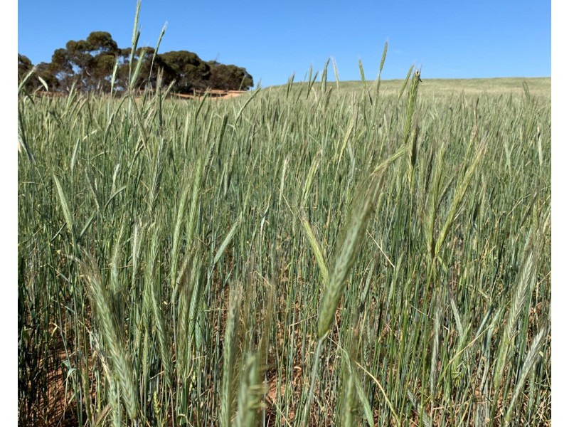 Sec 35 and 411 Maggea Road, Waikerie SA 5330