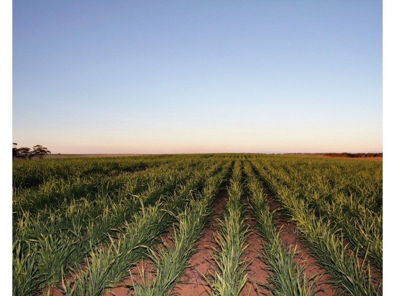 Sec 35 and 411 Maggea Road, Waikerie SA 5330