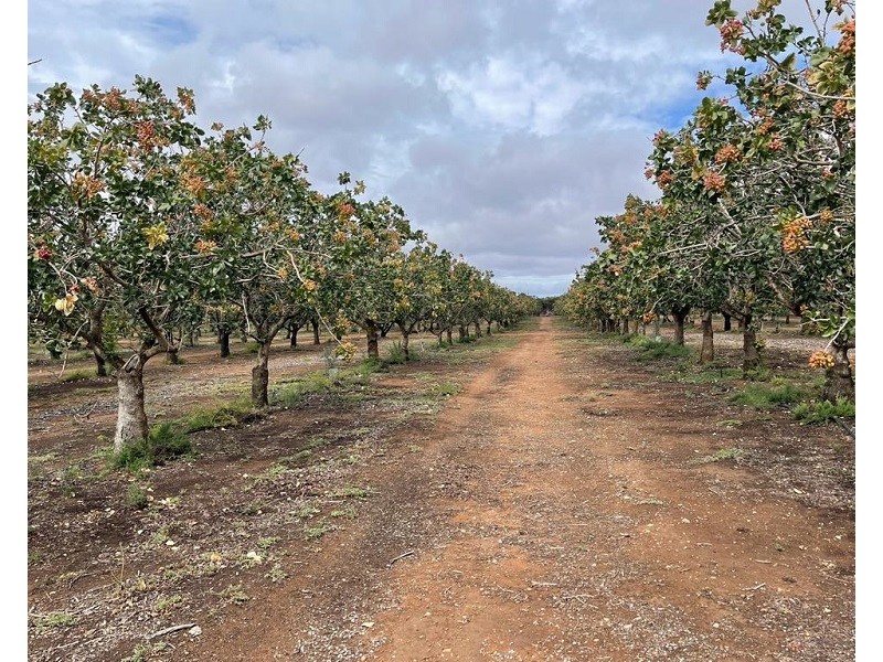 Lot 123 Murraylands Road, Fisher SA 5354