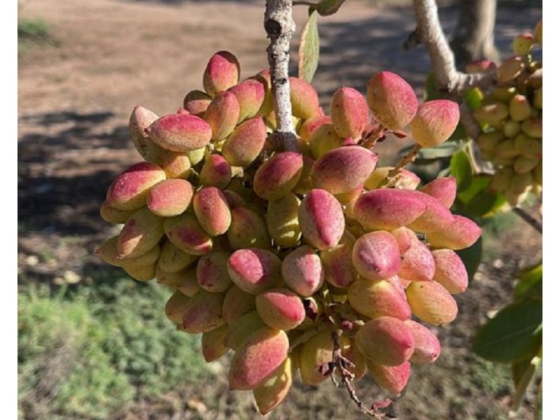 Lot 123 Murraylands Road, Fisher SA 5354