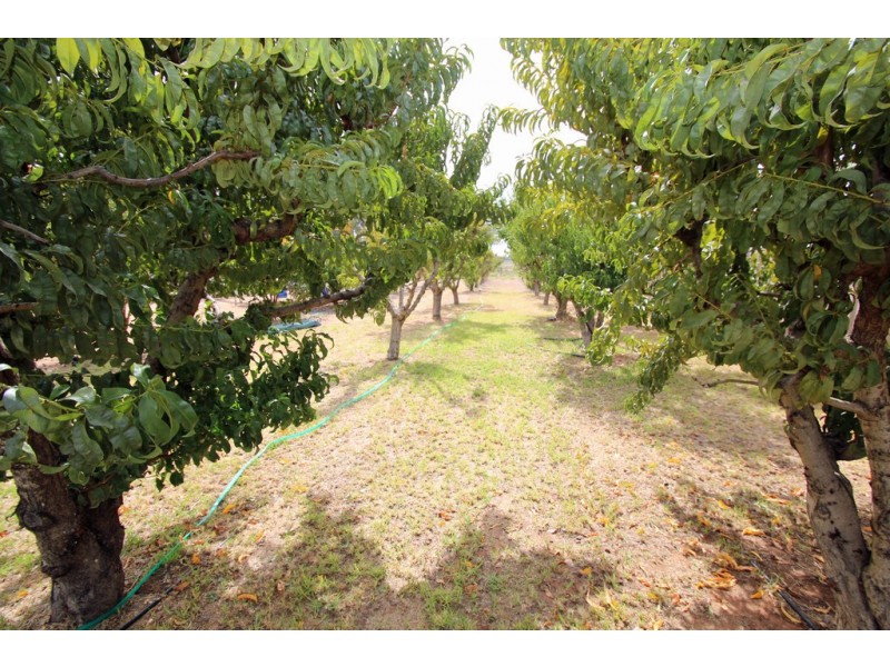 232 Begara Street, Renmark SA 5341