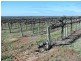 Lot 276 Cooltong Avenue, Cooltong SA 5341