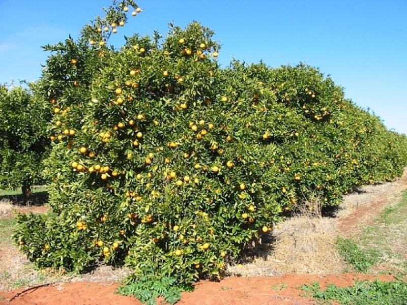 Lot 276 Cooltong Avenue, Cooltong SA 5341